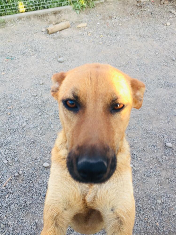 XimenaAG70's tweet photo. Ella es Leyla hermosa, bien portada mamita rescatada con sus bbs, todos adoptados menos ella, se encuentra en el refugio de La Pintana a la espera de una hermosa flia. Chicos debo cancelar hoy su mensualidad $55mil, me ayudan por favor? Datosxdm, te pido RT 🙏 https://t.co/gftZeOezbu
