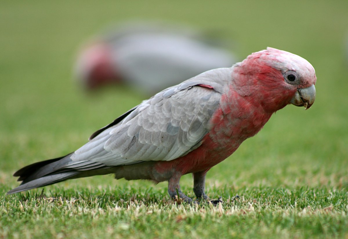 <a href="/GuardianAus/">Guardian Australia</a> We are back for Day 4 of <a href="/GuardianAus/">Guardian Australia</a> #BirdoftheYear! Our mascot is still in the competition, so please vote for the Galah again!

theguardian.com/environment/ng…