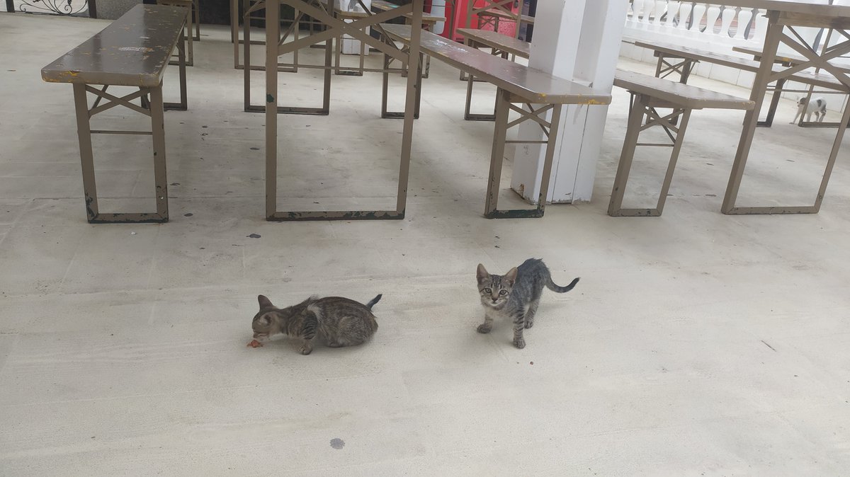 EliasLM84's tweet image. Amb un parell. #LaBeata #Mareny
#CulturaDelEngorde