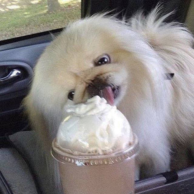 LilCaliGurl's tweet photo. Itz #nationalcoffeeday Daddy runs on Dunkin and I wood like whip cream pleaz! #coolatta
.
.
.
#caligurl #pekingese #doglife #dogslife #coffeeday #dunkindonuts #dunkin #coffeecooler #throughadogseyes https://t.co/d5aXCaQcZ0