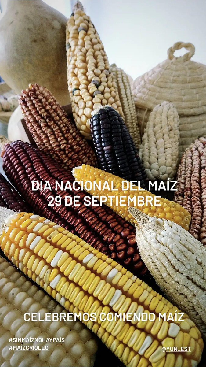 MuxKulli's tweet photo. Día nacional del maíz 
#SinMaizNoHayPais 
#maízcriollo 
Celebremos comiendo maíz !! https://t.co/q0bUlZ4hfT