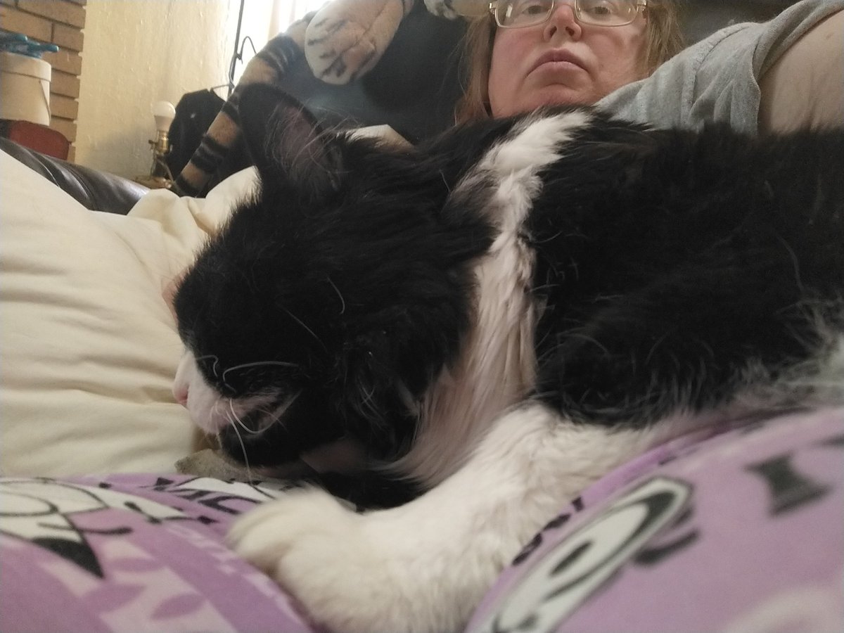 CoriDean13's tweet photo. Finally crashed... Sorry about my face photo bombing... #OldKitty... #HobbsBrother... #SleepingKitty... https://t.co/ZunfziBHxh
