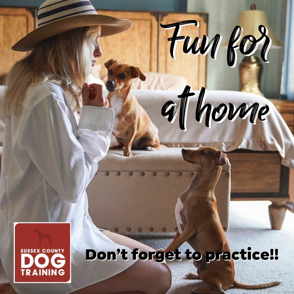 SCDogTraining's tweet photo. Our Online School can be found at:

https://t.co/CWHIacWhkV https://t.co/zovsYYOhD0