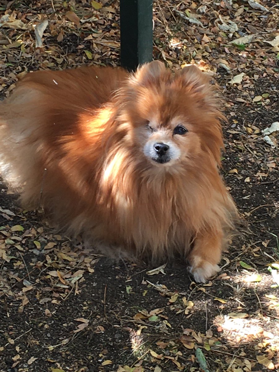 First time Foxy came outside by herself since her surgery. She's looking really good. I am so lucky she will be with me a bit longer. ❤️🐾 Now lots of walks to build up her confidence.