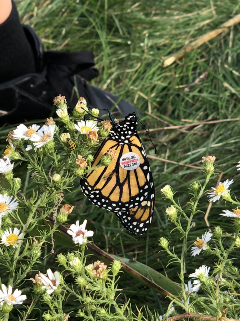JetsSteam's tweet photo. Today in STEAM we witnessed our first Monarch butterfly emerge.  We tagged and released it into our prairie. What a cool experience! @ToledoZoo @JerusalemJets https://t.co/eX05usQUUi
