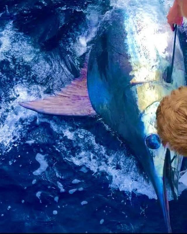 Azores - Nola released a Blue Marlin (750).