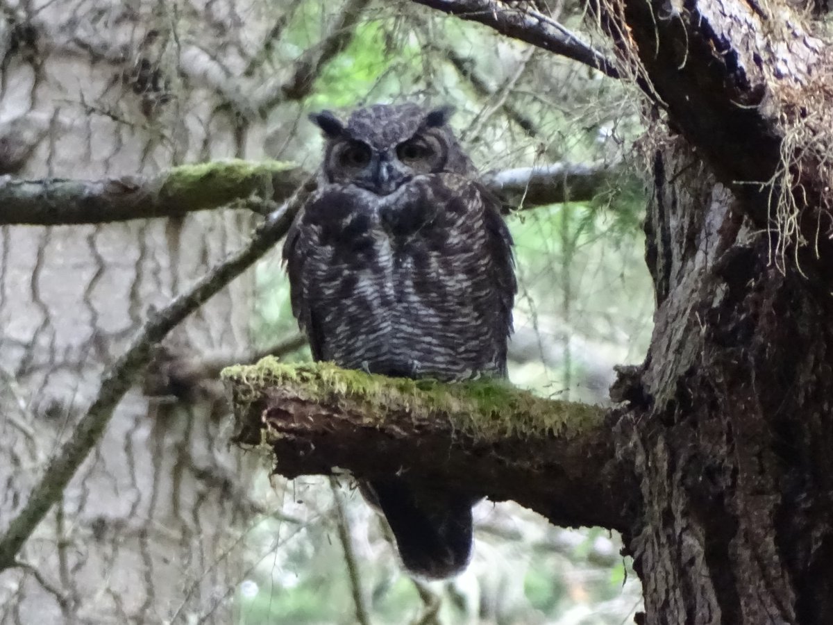 tottynat1's tweet photo. Great Horned Owl #Owl #wildlifephotography #sooke #Canada https://t.co/kHkX2dKSXV