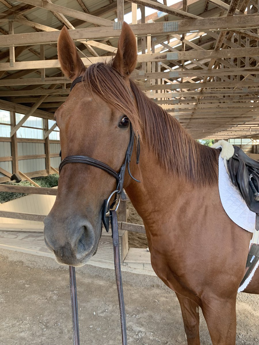 CANTER Kentucky tweet media