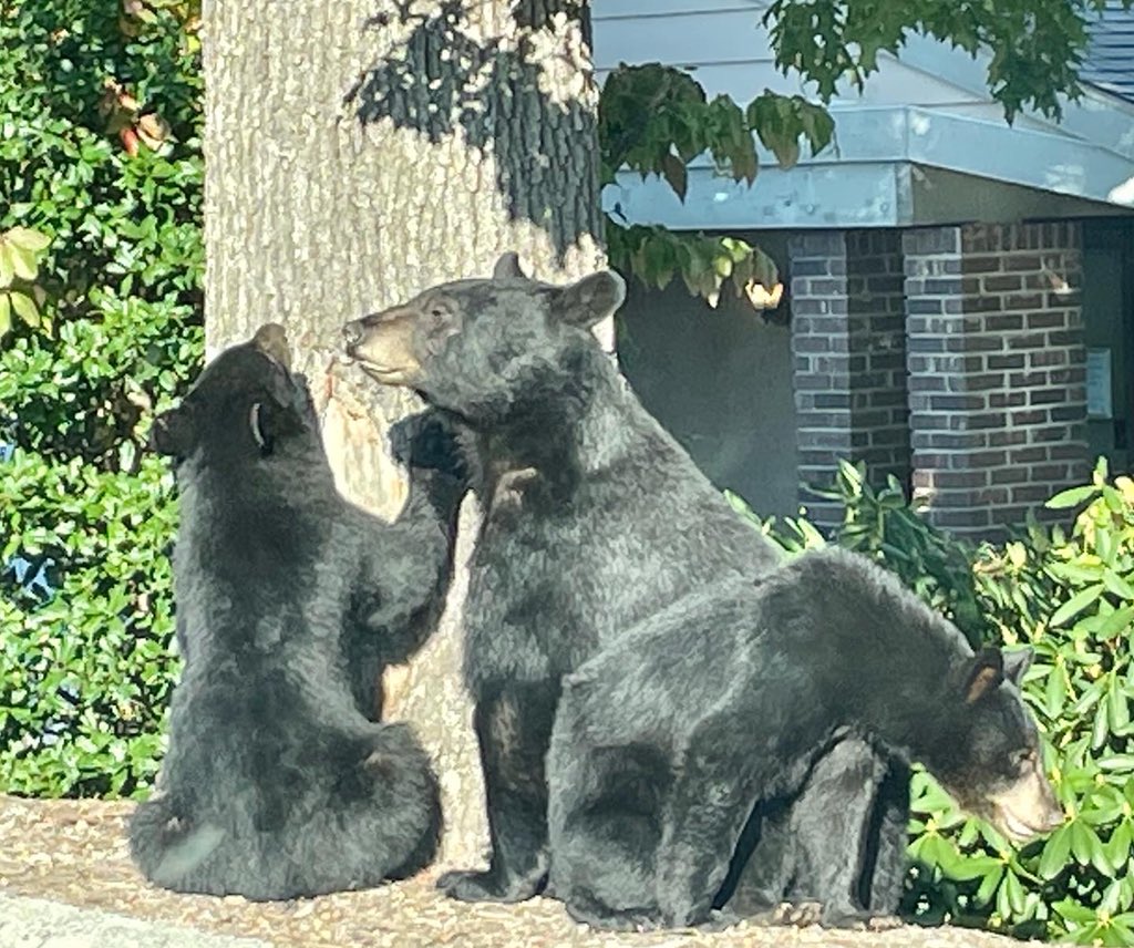 abtech_cc's tweet photo. We had visitors tonight! They finally decided good bears don’t cross the road and left, and we hope they headed for the hills. This is our fall reminder not to approach or feed the bears. 🐻 #abtech #trailblazerbears #avlbears https://t.co/iT1wjc43rh