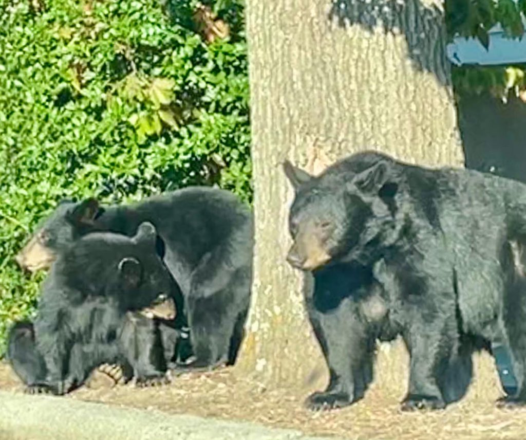 abtech_cc's tweet photo. We had visitors tonight! They finally decided good bears don’t cross the road and left, and we hope they headed for the hills. This is our fall reminder not to approach or feed the bears. 🐻 #abtech #trailblazerbears #avlbears https://t.co/iT1wjc43rh