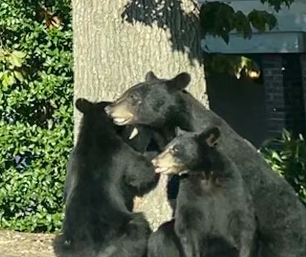 abtech_cc's tweet photo. We had visitors tonight! They finally decided good bears don’t cross the road and left, and we hope they headed for the hills. This is our fall reminder not to approach or feed the bears. 🐻 #abtech #trailblazerbears #avlbears https://t.co/iT1wjc43rh