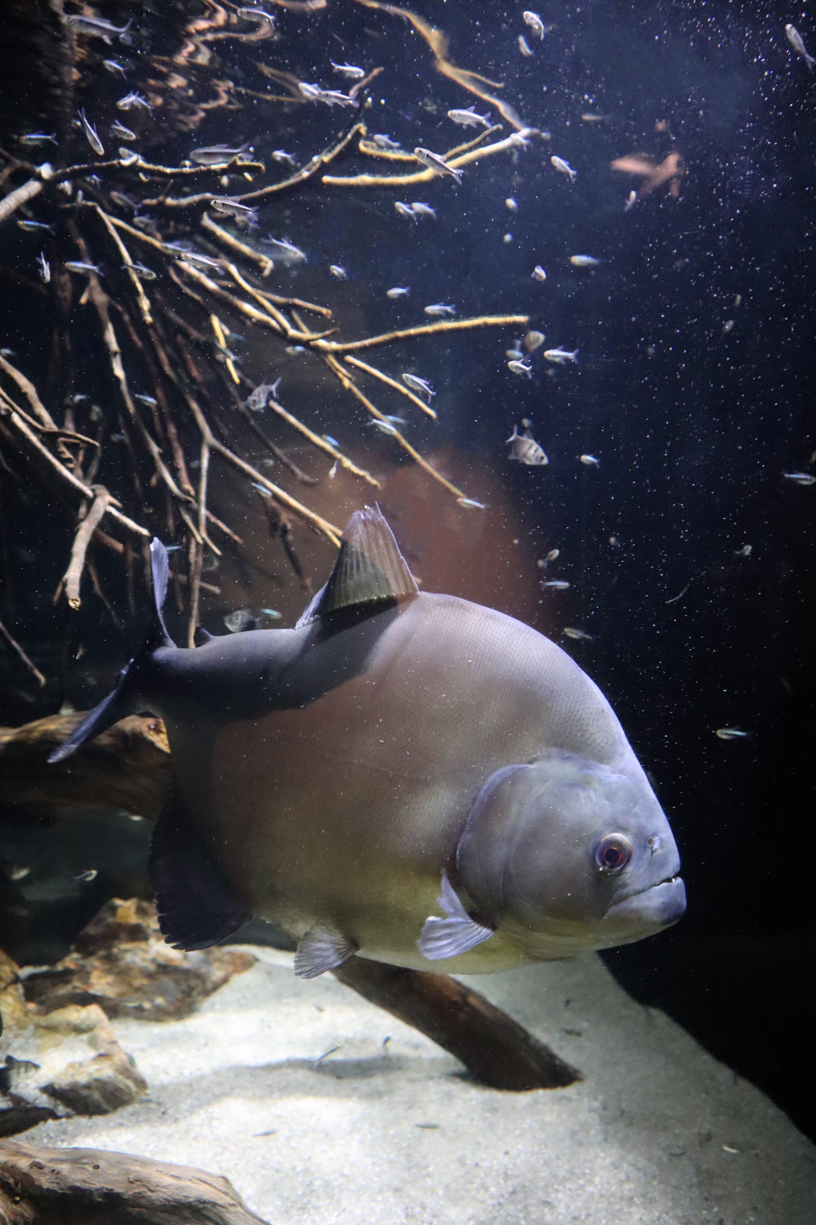カワスイ 川崎水族館 南アメリカゾーンのno 49水槽がリニューアル ブラックピラニアに加えて ブラックネオンテトラ ブラックテトラ ブラックファントムテトラが仲間入りいたしました 背面の黒も相まって とてもカッコイイおすすめ水槽です