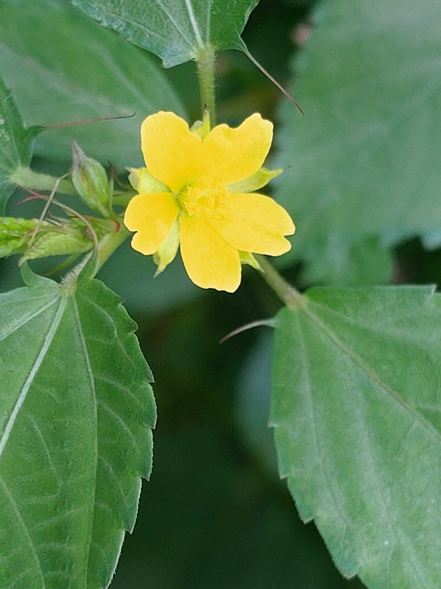 Oira 昼前の裏庭畑 モロヘイヤの花とオクラの花が大きく開いて綺麗です 玄関先の南天の実が更に色付いて来ました