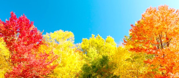 Science of Fall Colors

As days grow shorter, and nights grow longer and cooler, biochemical processes in the leaf begin to paint the landscape with Nature’s autumn palette.

manhattantimesnews.com/science-of-fal…

#Fall #Autumn #FallFoliage