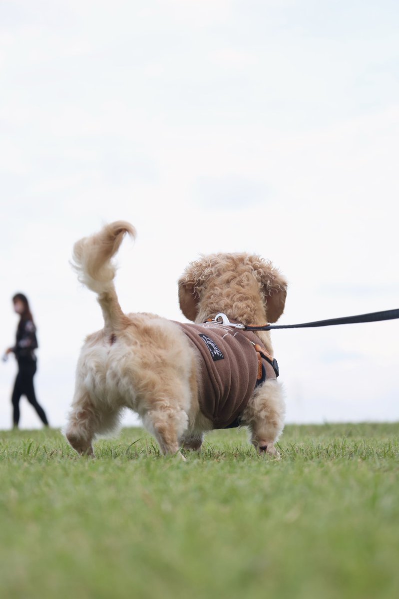 ____ulu____'s tweet photo. 1歳7ヶ月♡
 #ミニチュアダックス #ダックスフンド #ダックス　#ダックス愛好家 #犬 #犬のいる生活 #ペット #ペットのいる暮らし #短足部 #子犬 https://t.co/JUJbrodj4r