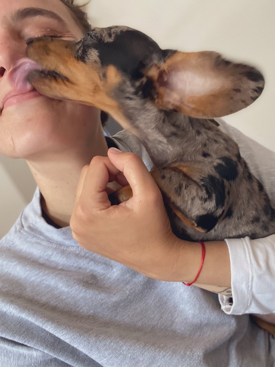 Nikiiormello's tweet photo. No sabía que tanto necesitaba un perro hasta que apareció ella ♥️ https://t.co/Wmda6FughV