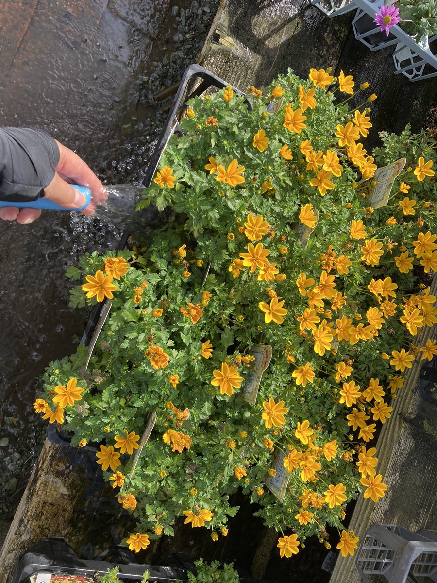 ガーデンセンター華遊 على تويتر お水やりをする時 お花がキラキラ輝きを増すのです この瞬間 とても癒される気持ちでいっぱいになる新米スタッフtでした 今日は夕方ごろにお花が沢山入荷致します ガーデンセンター華遊 ガーデニング ビデンス ガーデンセンター華遊 على تويتر お水やりをする時 お花がキラキラ輝きを増すのです この瞬間 とても癒される気持ちでいっぱいになる新米スタッフtでした 今日は夕方ごろにお花が沢山入荷致します ガーデンセンター華遊 ガーデニング ビデンス