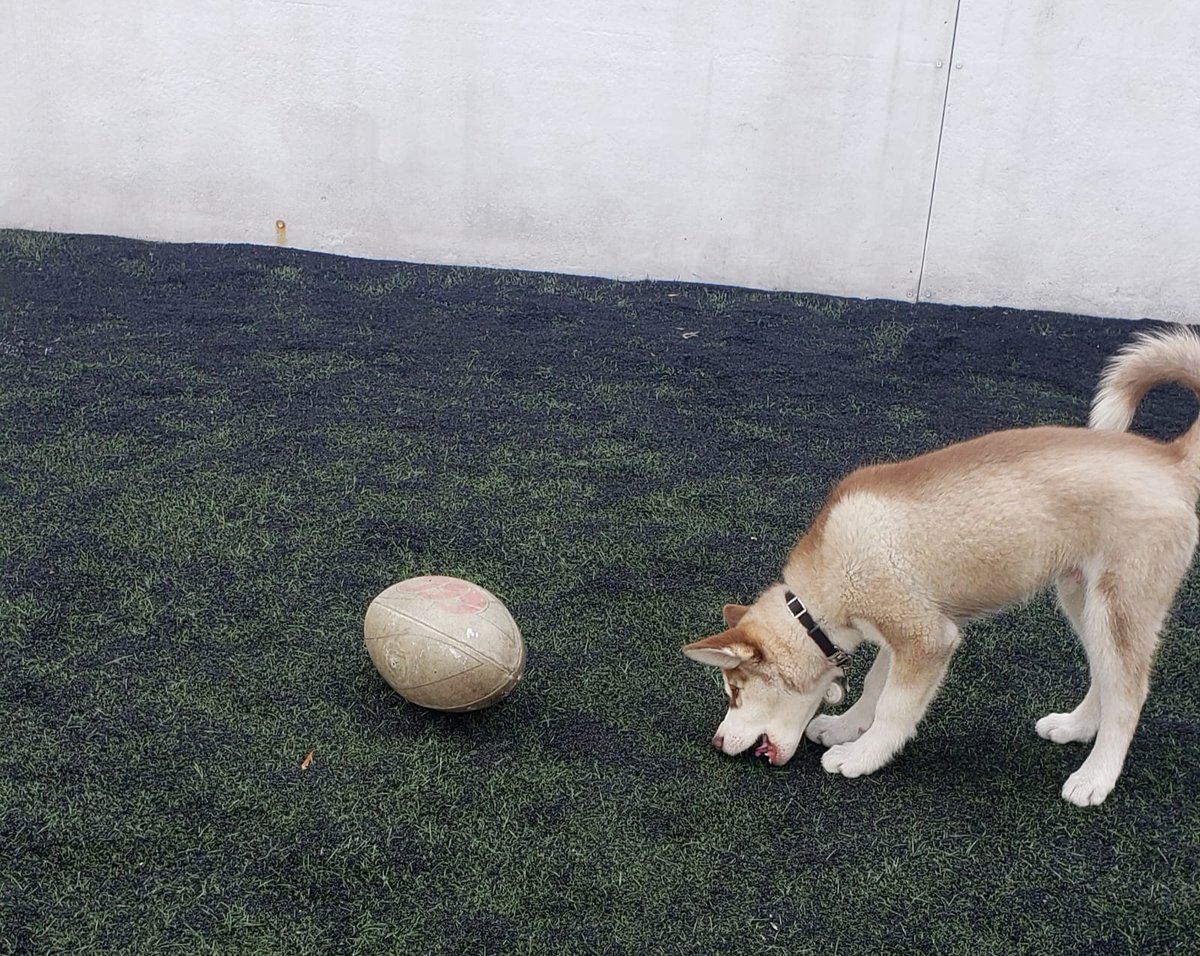 DAE_ITAM's tweet photo. #Colmillo visitando al equipo representativo de #Rugby del #ITAM en sus entrenamientos.

¡Sin duda dándoles ánimos para su nueva temporada!👏🐺🎉

¡Somos Colmillo! #DeportesITAM #CoachOmarRodríguez

#DAE @ITAM_mx - Subdirección de Bienestar Integral https://t.co/vELGSegqD7