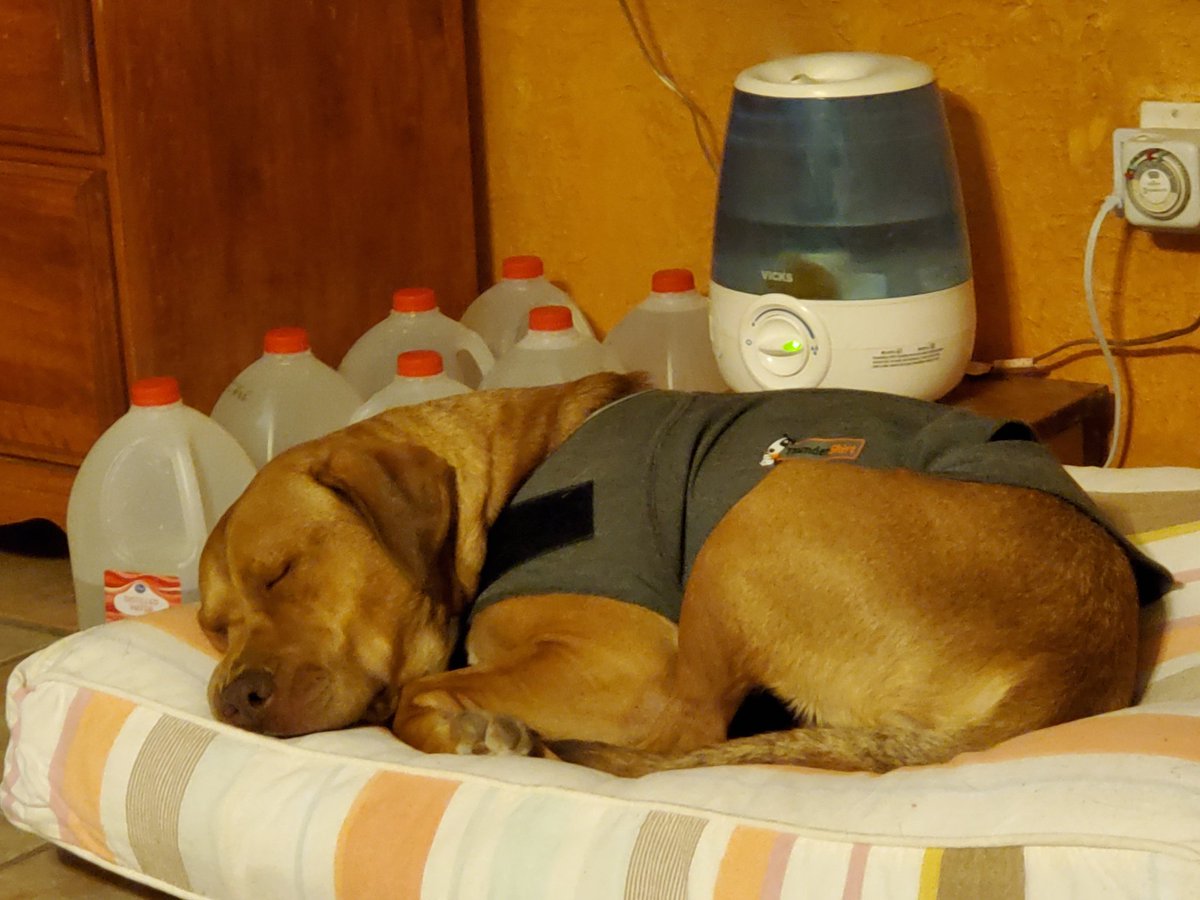 chicklet_li's tweet photo. #koolit needs that extra calming help from @ThunderShirt
#dogsoftwitter https://t.co/t5JVmjkHBx