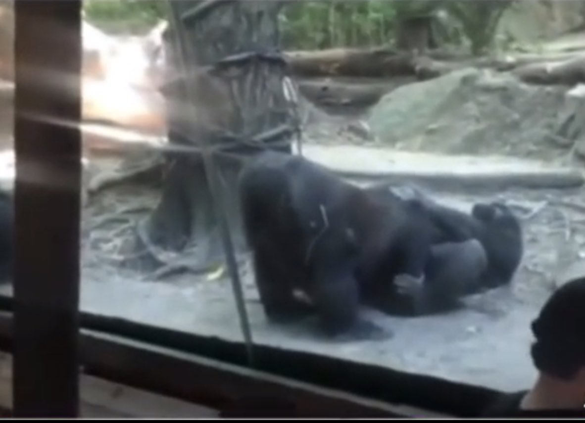snugglecuddle44's tweet photo. Ummmmmm yeah I guess these gorillas 🦍 couldn’t wait https://t.co/eCrqA4K1wD