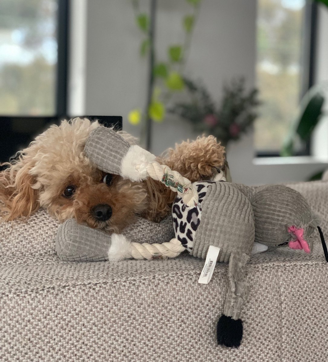 DimityPaul's tweet photo. The different stages of not getting what you want. #bismarck #cavoodle #dogsoflockdown https://t.co/meiSzvycZE