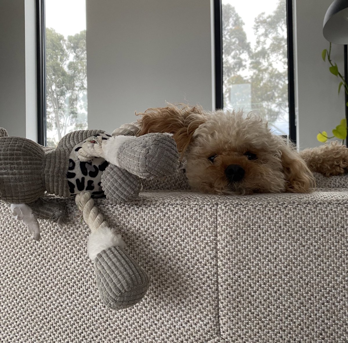 DimityPaul's tweet photo. The different stages of not getting what you want. #bismarck #cavoodle #dogsoflockdown https://t.co/meiSzvycZE