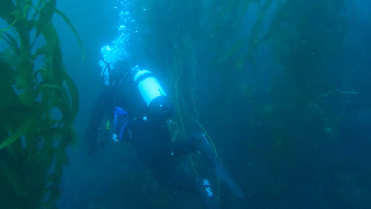 mathewlfox's tweet photo. Exploring the kelp forests around Catalina island is incredible! Highly recommended for fellow divers 😁😁😁 https://t.co/xAAQBbnE1A