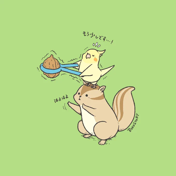 おはようございます。
本日は9月30日、くるみはまるいの語呂合わせから、くるみの日とのことです🐿️
#BIRDSTORY 
#くるみ #オカメインコ #リス 