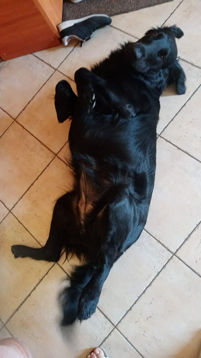 bunzmyg's tweet photo. BŁAGAM DAJCIE RT!!!

Moje maleństwo zeżarło coś, czego nie powinno i teraz walczy o swoje życie i zdrówko w klinice, dlatego byłoby nam bardzo, bardzo miło gdybyście pomogli. Będę strzedawać ubrania, mogę wam coś namalować, cokolwiek 
https://t.co/P5n3SuAlDb https://t.co/DSXwdB9zxq