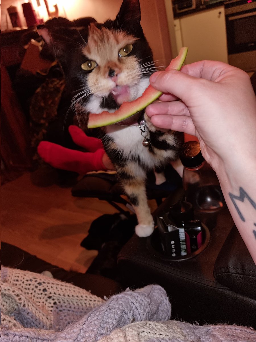 Watermelon attack kitty strikes again 🥰🤣

#CatsofTwittter #HealthyFoodForAll