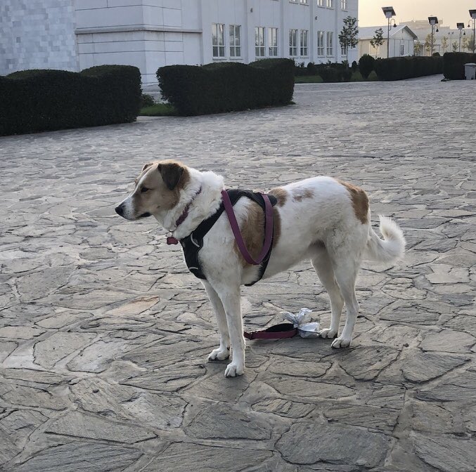 RockyBowenco's tweet photo. #findDusty β€οΈπ praying for Dusty and Jose to be reunited π so much love and devotion for each other π#KabulAirportDogs #ksar https://t.co/djHOTnPegT