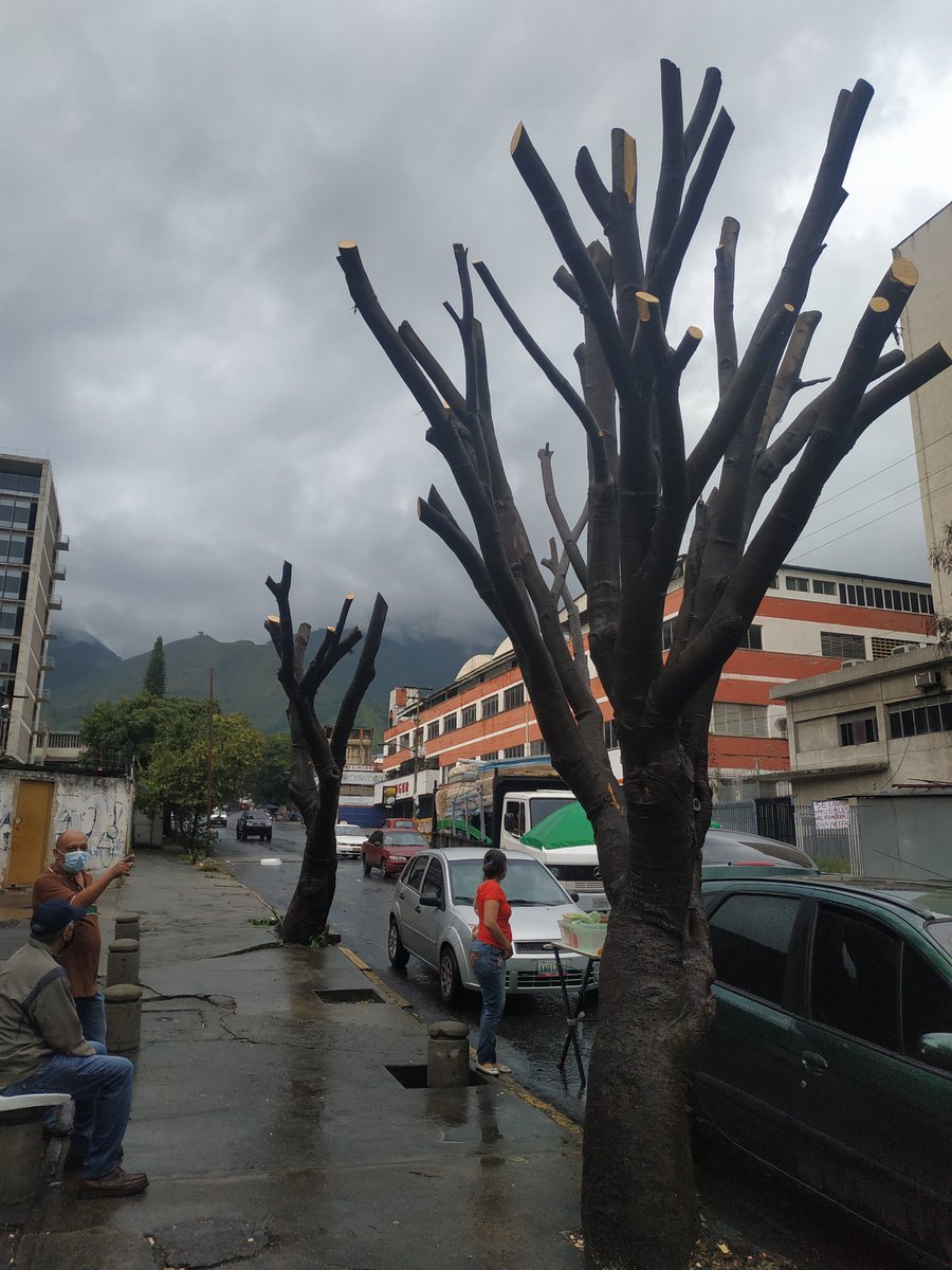 zedtler's tweet photo. Av. Ppal de Boleíta frente al #GamaExpress. Más que una poda sanitaria pareciera más un asunto de mercadeo para darle visibilidad a un centro comercial bastante desocupado. Eran árboles frondosos que daban muy buena sombra. Nadie sabe quién fue.
#ecocidio #Arboles #Caracas https://t.co/udPMShL8ic