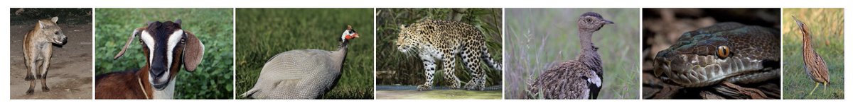 OnlineCrsLady's tweet image. and another good #WritingDay today with some really cool stories; you can see them all here:
TINY ANIMAL TALES FROM AFRICA
microfables.blogspot.com/search/label/A…
I hope to be able to spend a chunk of tomorrow writing too, yay!
#OpenWriting
here's a collage with today's cast of animal characters