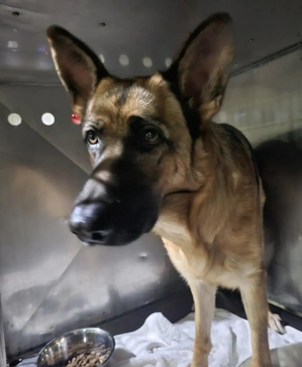 speechgrl's tweet photo. @exwhyzeeeeeee Is this your pup? Found in niles https://t.co/6OaSIU43so