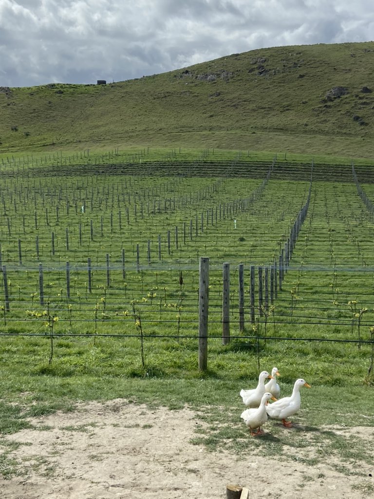Just getting our new bronze beetle destroyers settled into the Chardonnay block #nzwine #organicwine