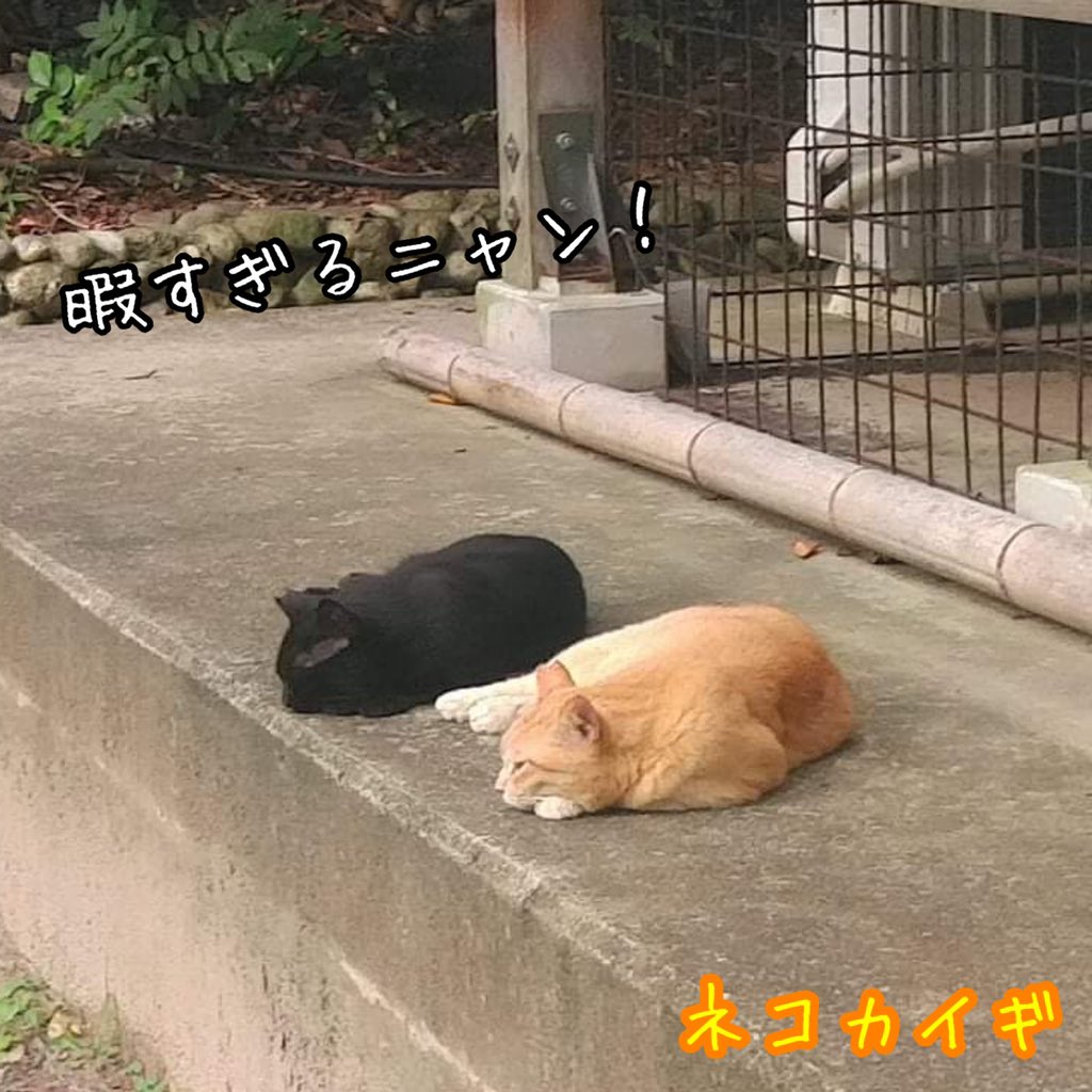 nekokaigi0411's tweet photo. 「暇すぎるニャン!」
#ねこ好きさんと繋がりたい
#ネコ部 #猫 #いやしねこ
#ねこのいる暮らし
#ねこ写真
#野良猫 #地域猫
#かわいい
#cat #catlife #catlover
#communallyownedcat
#catfreak #lifewithcats
#catsmeeting
#meow #meowlife
#ネコカイギ https://t.co/PG6xmZ8sa7