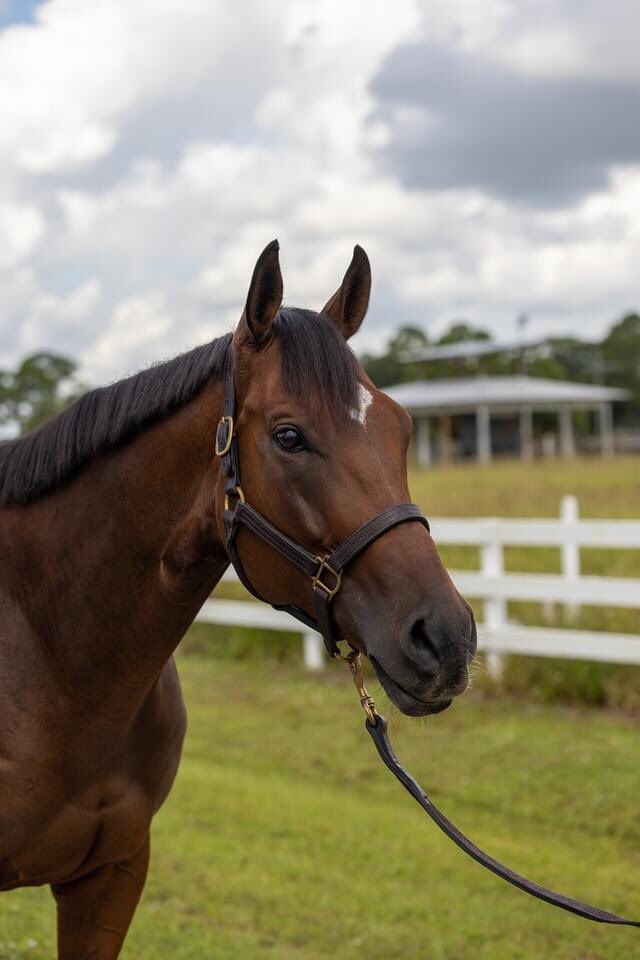 FloridaTrac's tweet photo. Do you know someone who is looking for a horse? Tag them in the comments section below!

Pictured here is Pagliacci. #adoptahorse #helpahorse #indiantownfl https://t.co/4wOKXj53DL