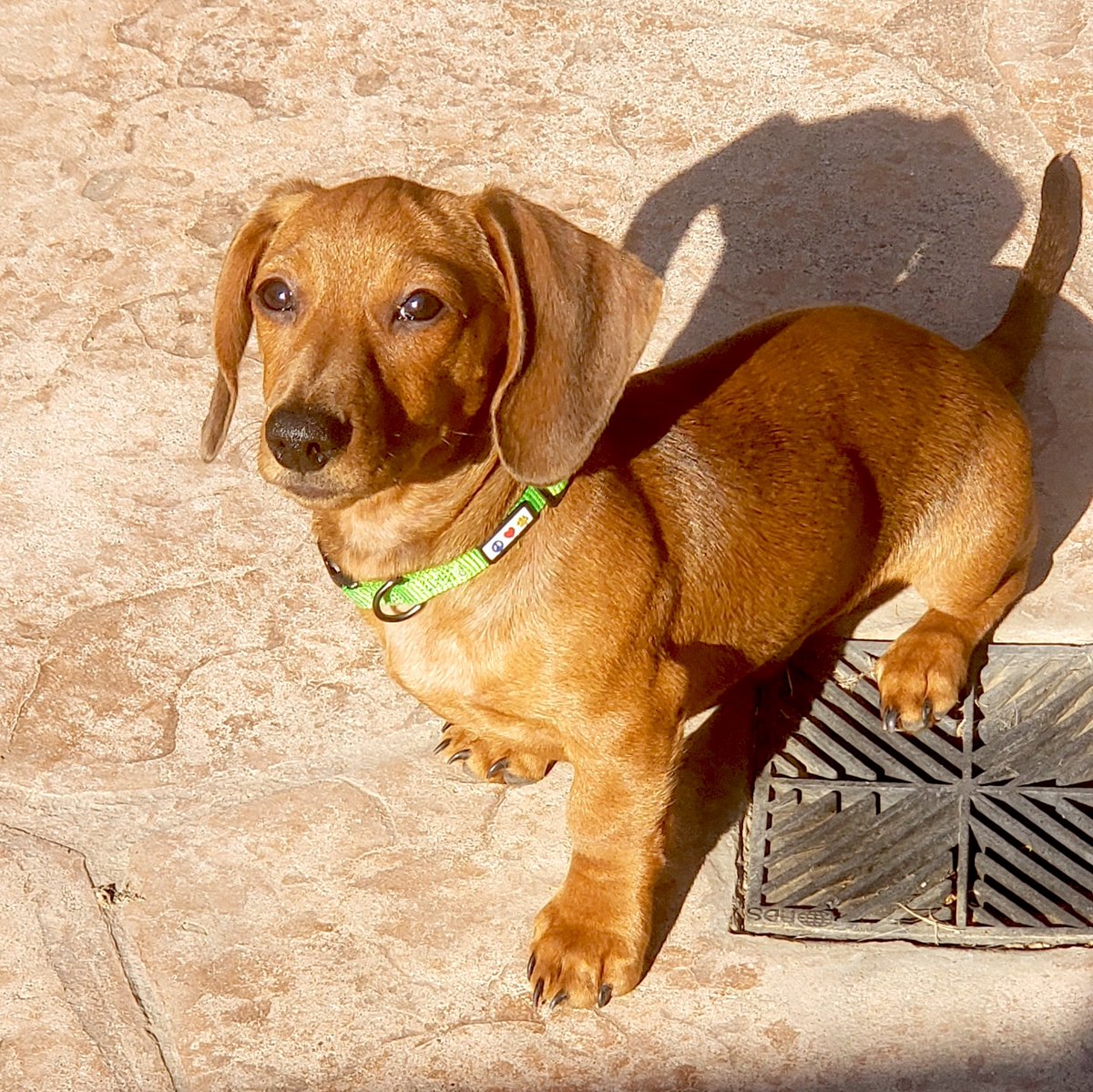 Meet Axel, this little hot dog just graduated from our Siriuspup.com Puppy 1 class. He is a good boy &amp; we look forward to seeing him again for Puppy 2 in November. Until then he's gonna enjoy the sunshine before winter rolls in. Pic submitted by <a href="/heartmom02/">Lissa</a> on Instagram