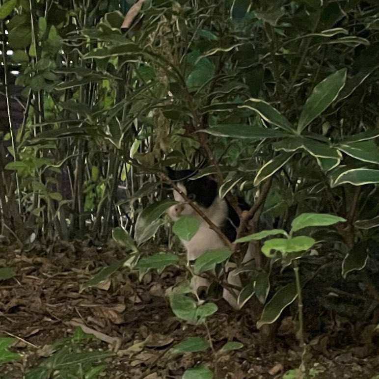 _jeonwonv's tweet photo. minwon au wherein -

wonwoo was running late for their date, while waiting, sulky mingyu saw a cat and took a picture of it before posting it on his ig saying "he came in his cat form instead" to tease the older for being late. https://t.co/d87AQhz3mv