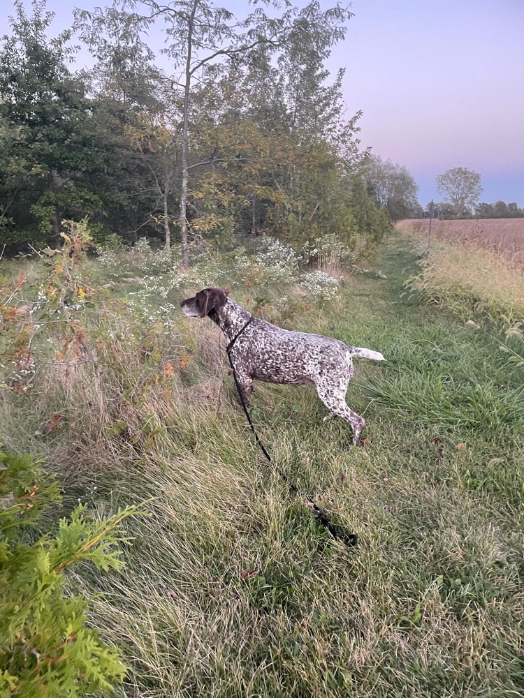 PullyDogs's tweet image. I just #ResQwalked 0.66 km in support of animals in need! Thanks  resqwalk.com