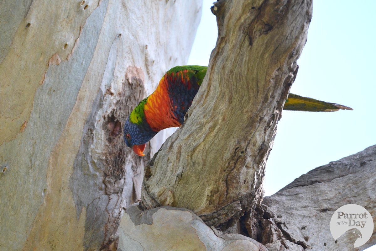 Long-billed corella concerned about the noisy neighbours - rainbow lorikeets - who've moved in upstairs. Woodlands Historic Park near Melbourne Airport, Victoria, Australia #ownpic