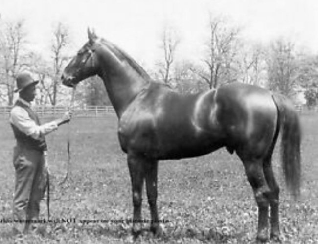 #Hipismo PURA SANGRE
(1) SUPER ATLETA:  El  centro del Universo de las Carreras de Caballo y el mas Aristocrata Caballo que existe.