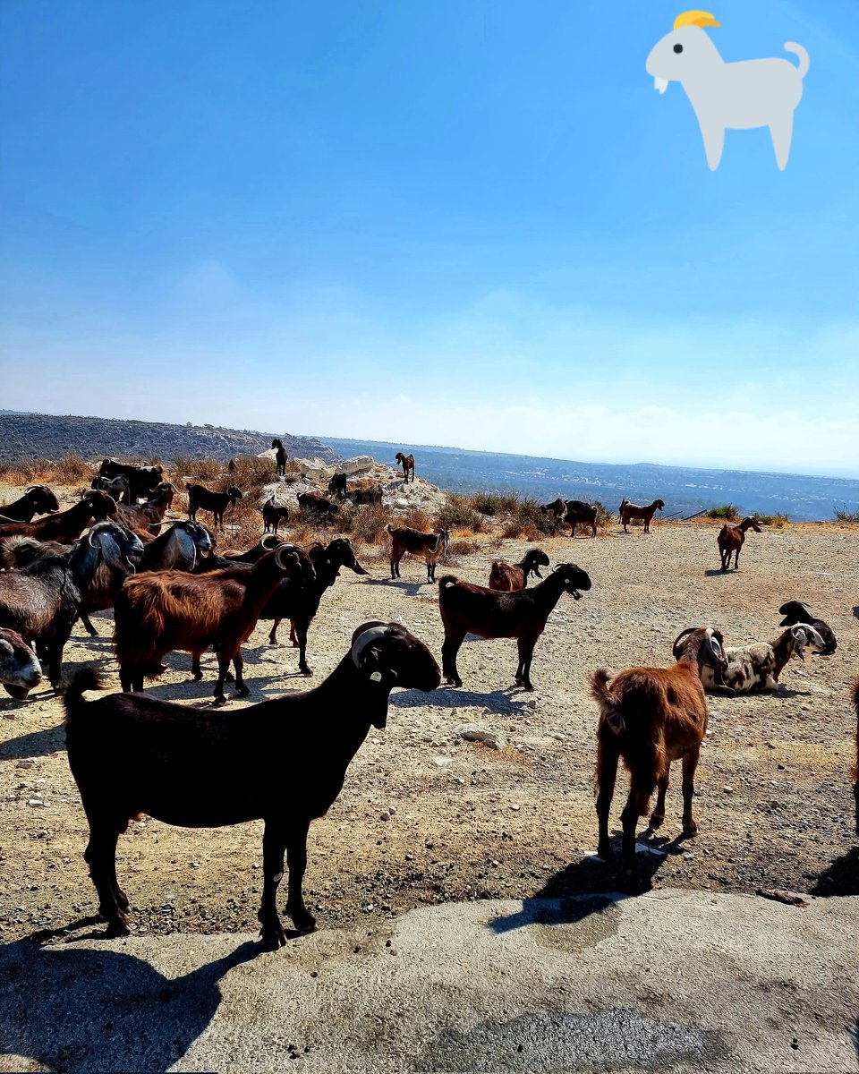 maria_evolution's tweet image. #Cyprus #limassol #animalsonroad #animals #RoadTrip #Village