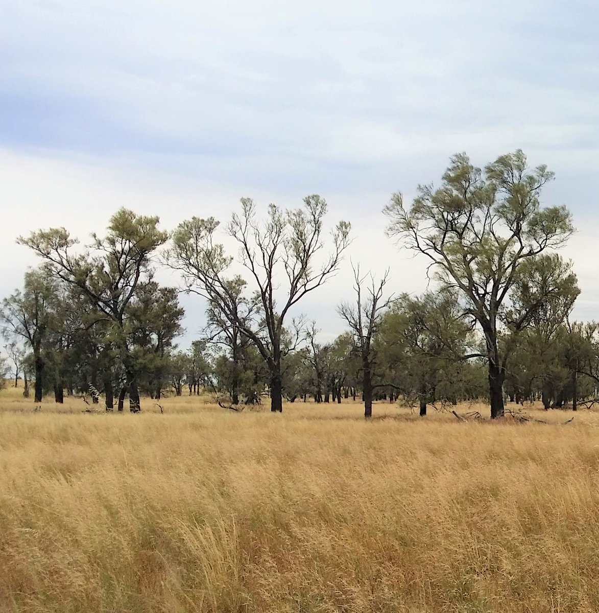 LindaRiq's tweet photo. 1/5 #SCBMelb21
Regeneration isn’t happening in endangered #Buloke (Allocasuarina luehmannii) Woodlands of SE Australia due to grazing. Managers want to monitor forage to inform kangaroo management. We tested how well #remotesensing 🛰️ estimated 🌾biomass in & around Buloke 🌳🌳🌳 https://t.co/TVPt27y3mR