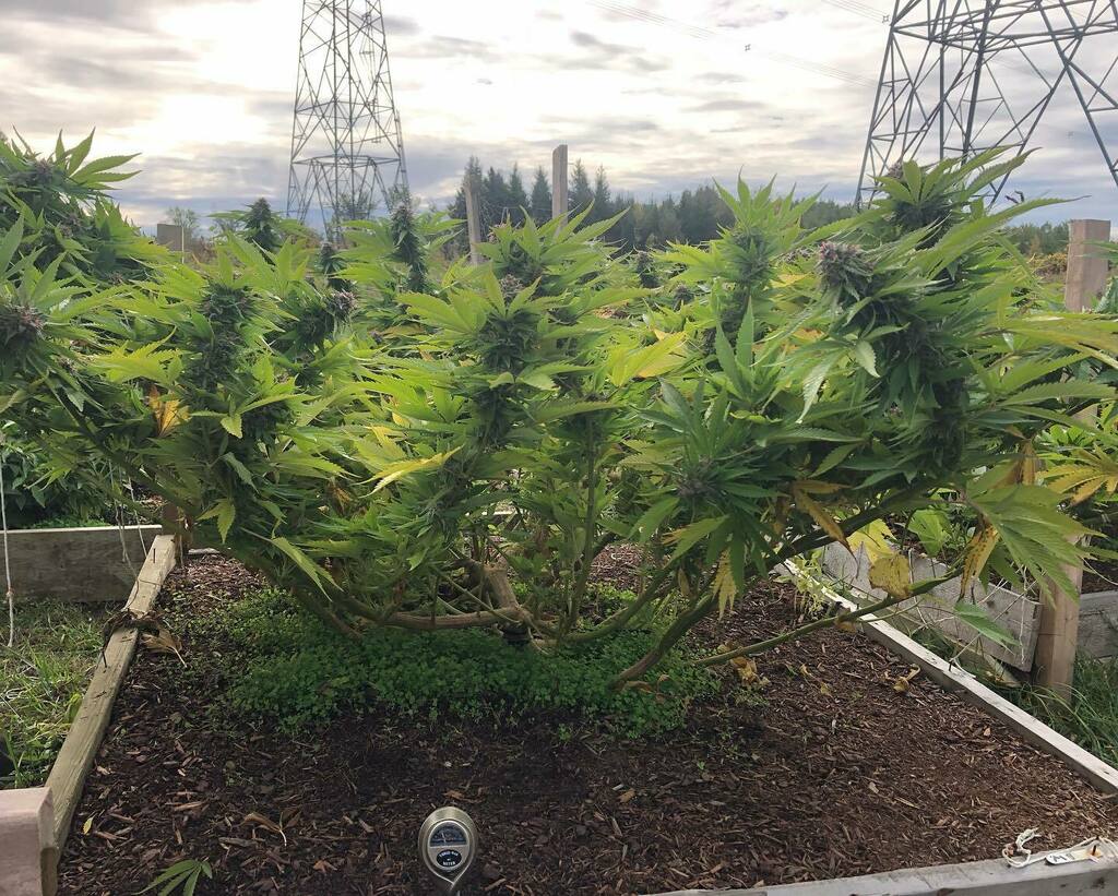 OfAStoner's tweet photo. This blue widow is a fighter that’s for sure she is putting out beautiful colors and is stacking on the weight! 
She is working hard even though she has a huge split in her trunk! You can clearly see it in the second picture that she’s held together with… https://t.co/CESEgIKEB8 https://t.co/2imdEDTSPE