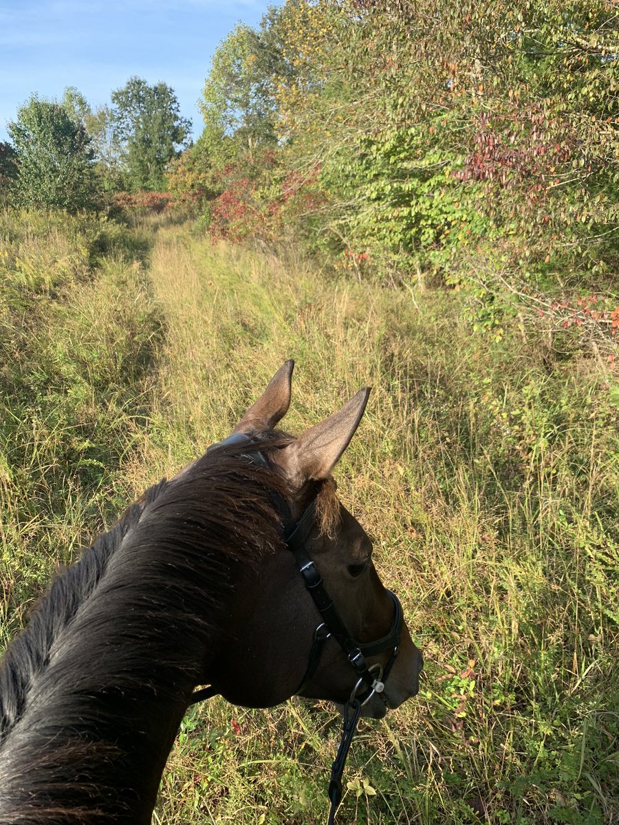 Katie94603725's tweet photo. Before #inventoryprep tonight, #horseshowprep! #ottb #itsagallopingtrackright #marepower #hintoffall https://t.co/dadmcxpR3T