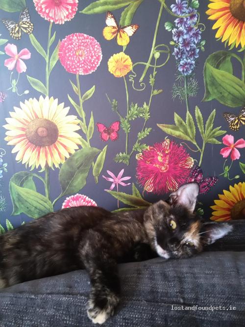 Cat Lost 4 Days Ago - Saint Agnes Court, Crumlin lostandfoundpets.ie/es6iu7 via @anipal150