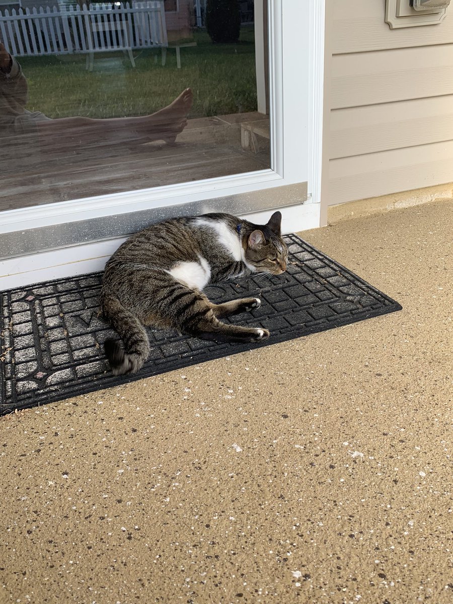 This little cutie comes to my back porch everyday to look in the window and wait for treats! He usually stays about an hour. What a sweet pea! His name is Mufasa ❤️ My cat is not a fan (3rd pic) 

I called his owners and they said he just likes to roam.