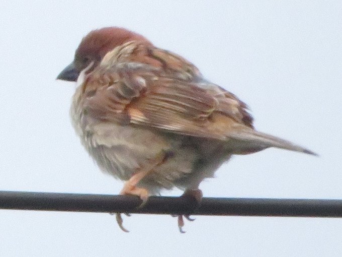 すずめのtwitterイラスト検索結果 古い順