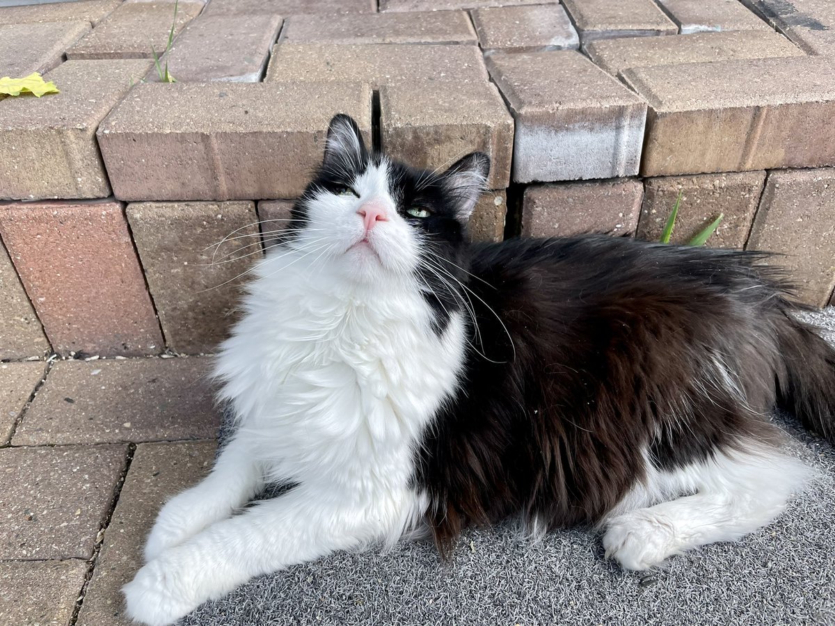 vrchick32's tweet photo. Hello, my sweet man was taken into the emergency vet yesterday by his primary vet. He has a bladder stone that burst and is going to have to have surgery. I’m posting a link to my go fund me page. Anything helps, even a retweet! #petcare #gofundmeplease 
https://t.co/wmvEW5qAOw https://t.co/WSg3gsbJs6